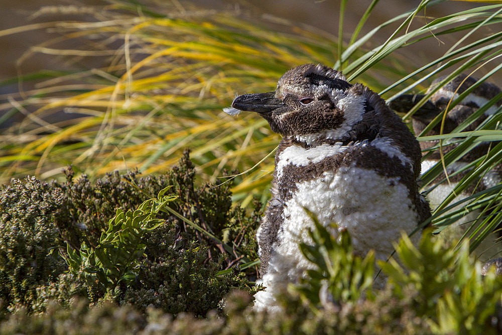 Magellanic penguin, Spheniscus magellanicus, molting in Gypsey Cove, East Island, Falklands Islands.