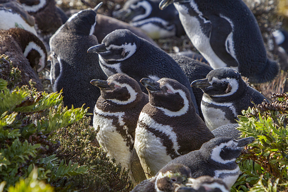Magellanic penguins, Spheniscus magellanicus, molting in Gypsey Cove, East Island, Falklands Islands.