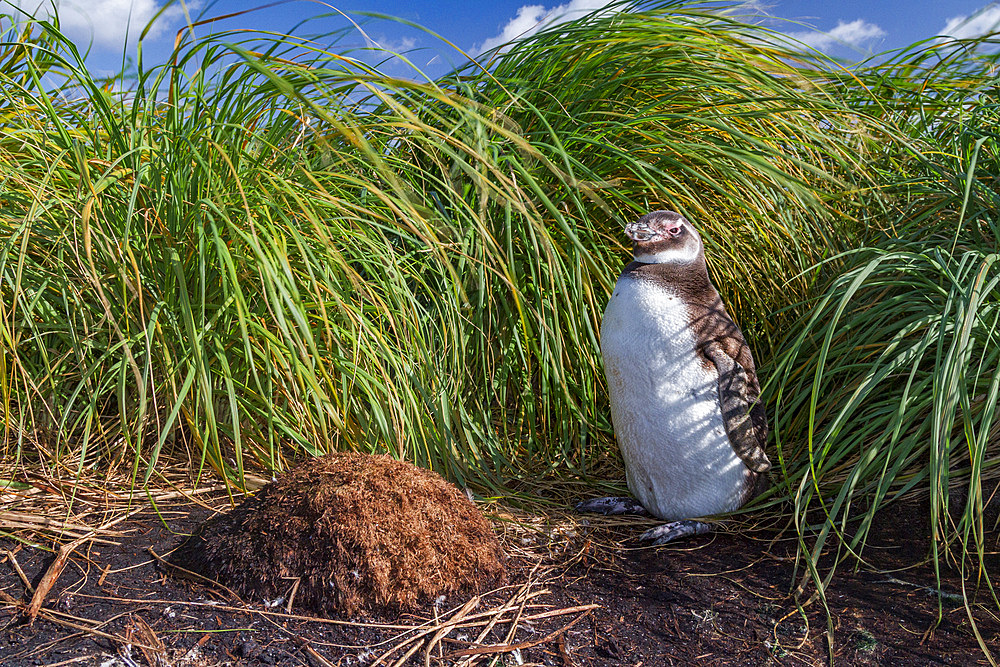 Magellanic penguin chick, Spheniscus magellanicus, at a breeding and molting site in Gypsey Cove, East Island, Falklands.