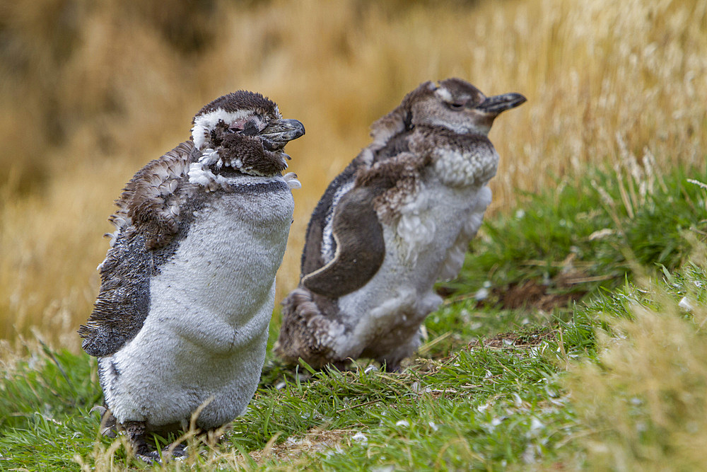 Magellanic penguins, Spheniscus magellanicus, molting in Gypsey Cove, East Island, Falklands Islands.