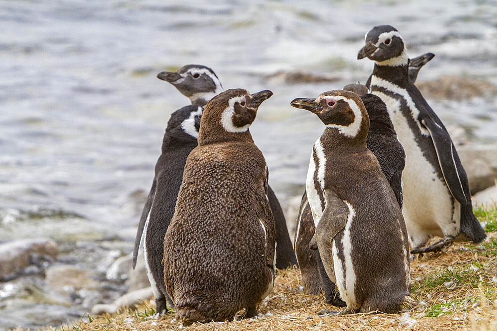 Magellanic penguins, Spheniscus magellanicus, molting in Gypsey Cove, East Island, Falklands Islands.