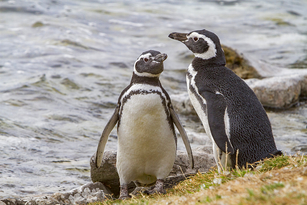 Adult Magellanic penguins, Spheniscus magellanicus, at a breeding and molting site in Gypsey Cove, East Island, Falklands.
