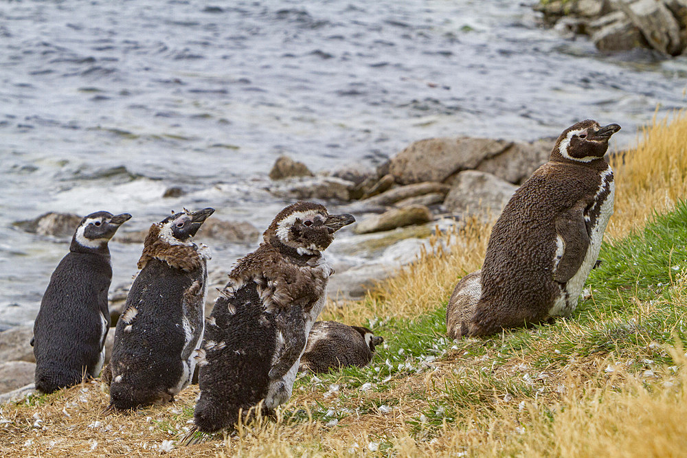 Magellanic penguins, Spheniscus magellanicus, molting in Gypsey Cove, East Island, Falklands Islands.