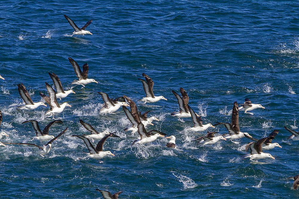 Adult black-browed albatross, Thalassarche melanophrys, taking flight near the Falkland Islands, South Atlantic Ocean.