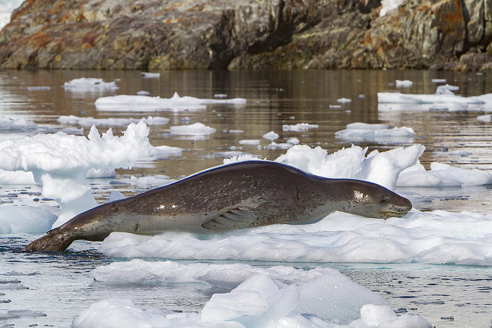 An adult leopard seal, Hydrurga leptonyx, hauled out on ice near the Antarctic Peninsula, Antarctica.