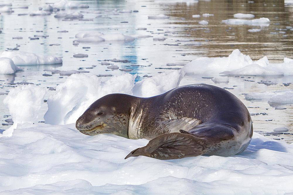 An adult leopard seal, Hydrurga leptonyx, hauled out on ice near the Antarctic Peninsula, Antarctica.