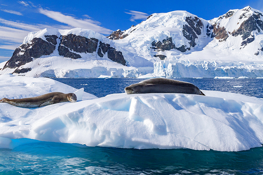 Adult leopard seals, Hydrurga leptonyx, hauled out on ice near the Antarctic Peninsula, Antarctica.