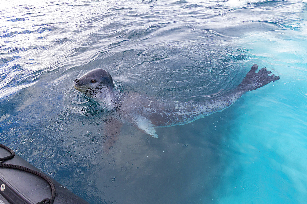 Adult leopard seal, Hydrurga leptonyx, approaching the Zodiac near the Antarctic Peninsula, Antarctica, Southern Ocean.