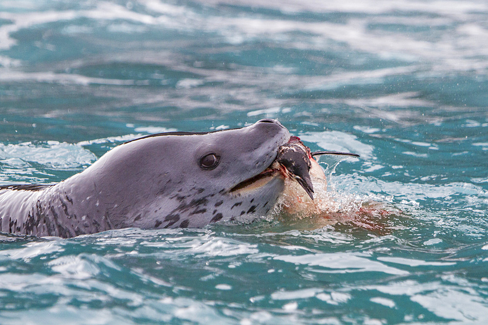 Adult leopard seal, Hydrurga leptonyx, feeding on a penguin near the Antarctic Peninsula, Antarctica.
