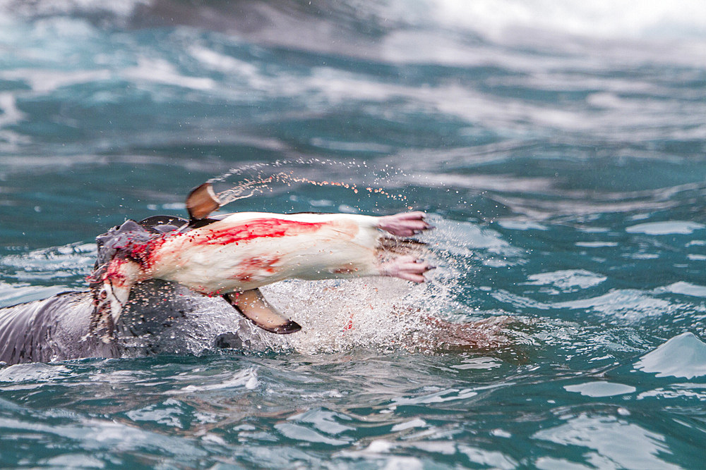 Adult leopard seal, Hydrurga leptonyx, feeding on a penguin near the Antarctic Peninsula, Antarctica.