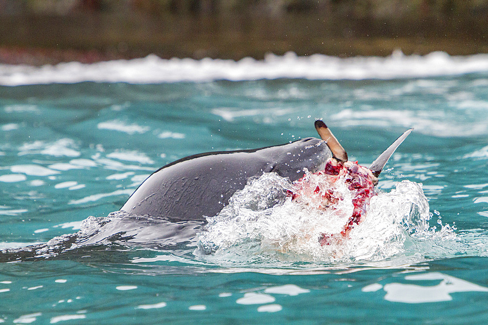Adult leopard seal, Hydrurga leptonyx, feeding on a penguin near the Antarctic Peninsula, Antarctica.