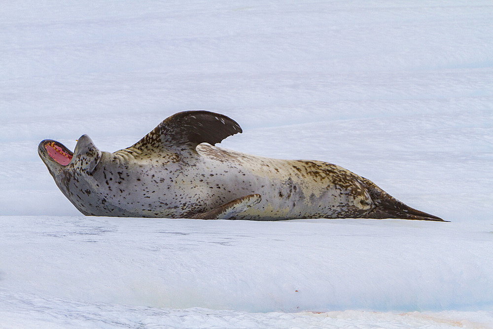 Adult leopard seal, Hydrurga leptonyx, hauled out on ice at Coronation Island in the South Orkney Islands, Antarctica.