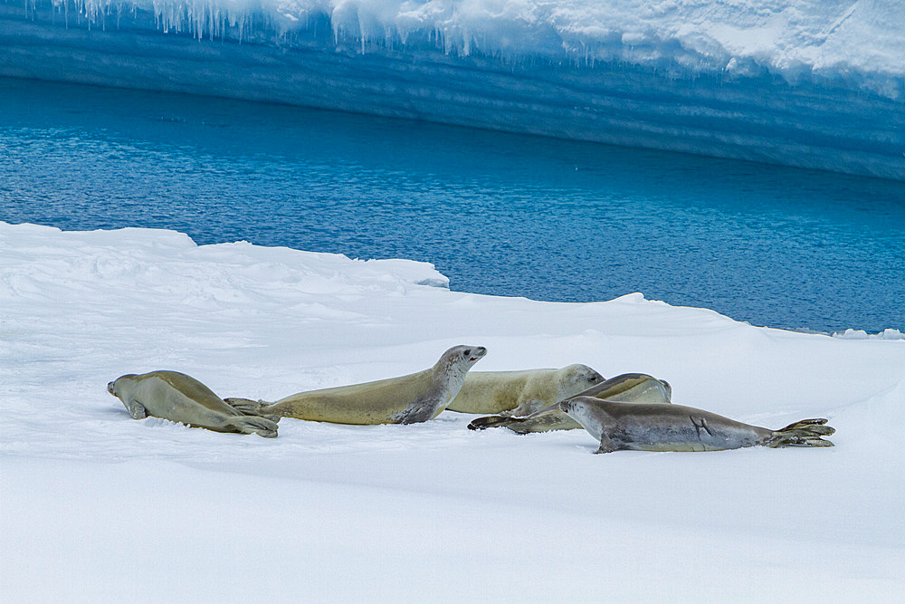 Adlt crabeater seals, Lobodon carcinophaga, hauled out on ice floe near the Antarctic Peninsula, Antarctica.