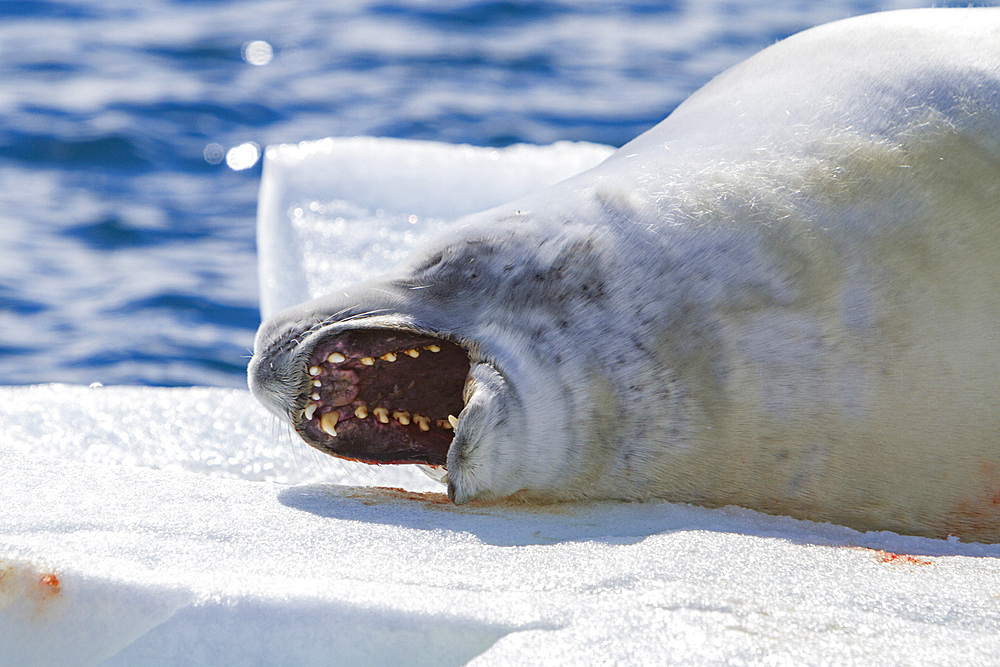 Adult crabeater seal, Lobodon carcinophaga, hauled out on ice floe near the Antarctic Peninsula, Antarctica.