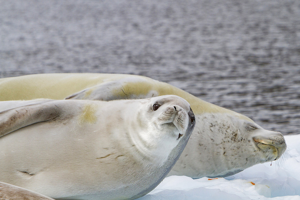A pair of adult crabeater seals, Lobodon carcinophaga, hauled out on ice floe near the Antarctic Peninsula, Antarctica.
