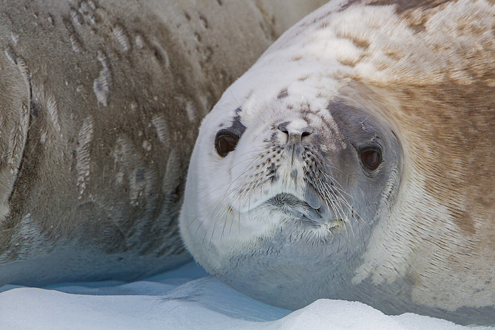 A pair of adult crabeater seals, Lobodon carcinophaga, hauled out on ice floe near the Antarctic Peninsula, Antarctica.