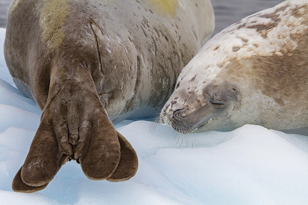 A pair of adult crabeater seals, Lobodon carcinophaga, hauled out on ice floe near the Antarctic Peninsula, Antarctica.