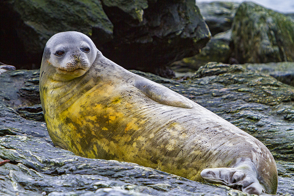 Weddell seal, Leptonychotes weddellii, hauled out on Coronation Island in the South Orkneys, Antarctica.