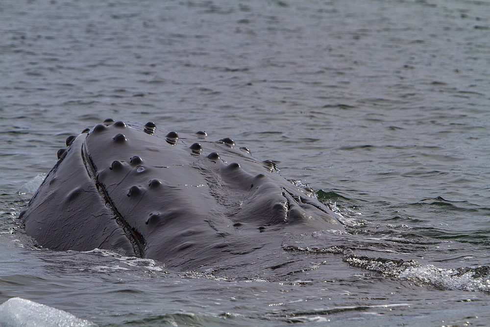 Humpback whale, Megaptera novaeangliae, showing its tubercles while surfacing near the Antarctic Peninsula, Antarctica.