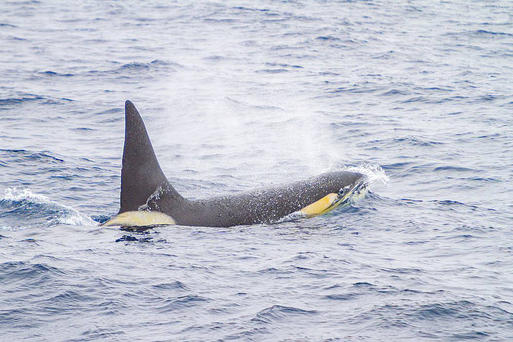 An adult male killer whale, Orcinus orca, surfacing in the Drake Passage near the Antarctic Peninsula.