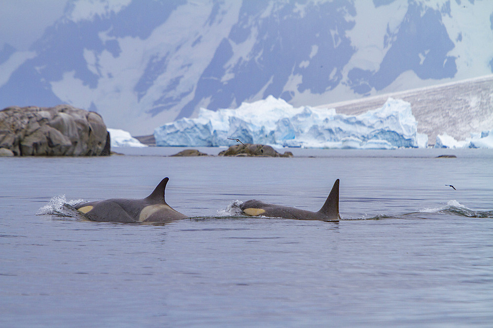A small pod of about 25 'Type B' killer whales, Orcinus orca, at 67° 30.3S 67° 58.4W near the Antarctic Peninsula, Antarctica.