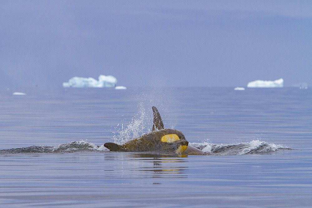 A small pod of about 25 'Type B' killer whales, Orcinus orca, at 67° 30.3S 67° 58.4W near the Antarctic Peninsula, Antarctica.