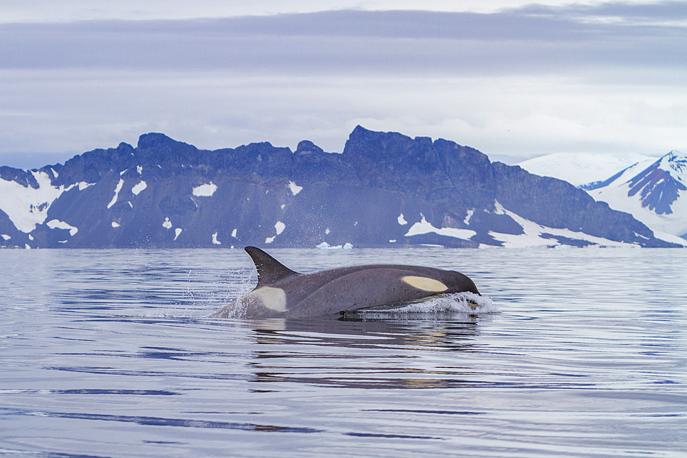 A small pod of about 25 'Type B' killer whales, Orcinus orca, at 67° 30.3S 67° 58.4W near the Antarctic Peninsula, Antarctica.