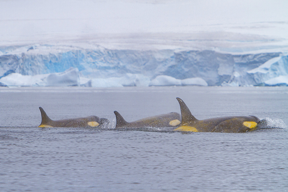 A small pod of about 25 'Type B' killer whales, Orcinus orca, at 67° 30.3S 67° 58.4W near the Antarctic Peninsula, Antarctica.