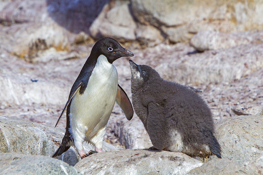 Adélie penguin, Pygoscelis adeliae, parent and chick at red rock ridge, below the Antarctic Circle on the Antarctic Peninsula, Antarctica.