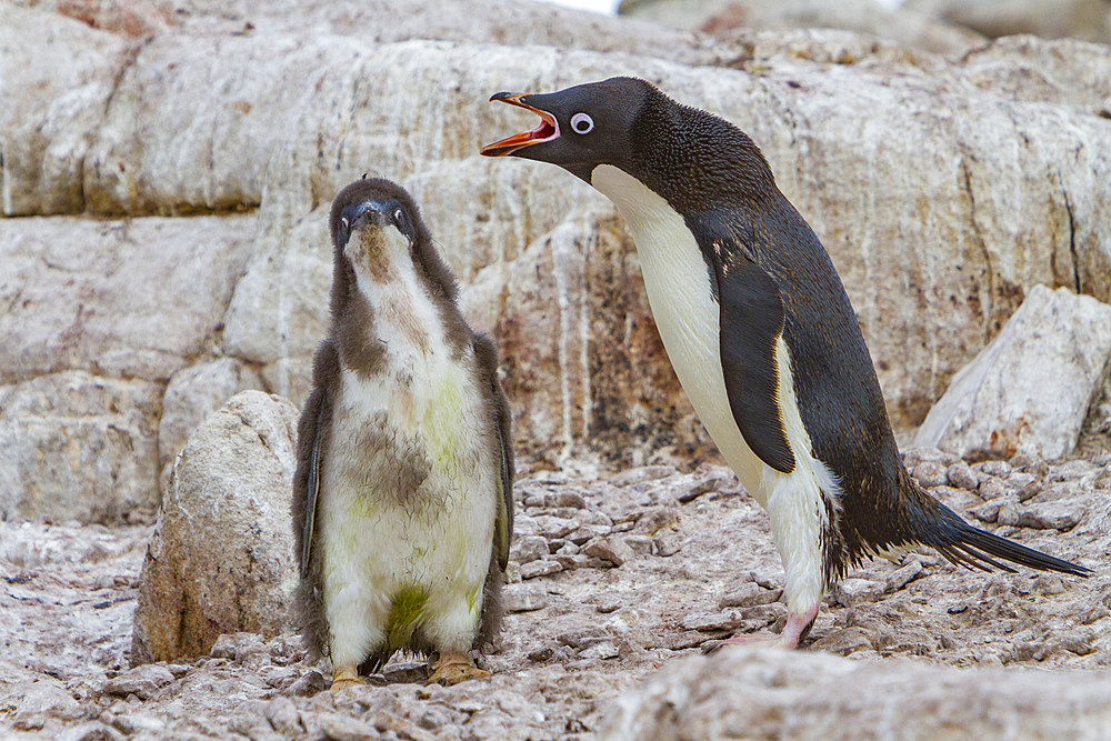 Adélie penguin, Pygoscelis adeliae, parent and chick at red rock ridge, below the Antarctic Circle on the Antarctic Peninsula, Antarctica.