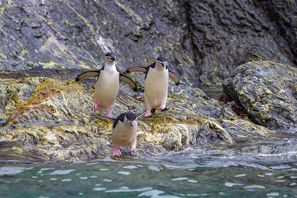 Chinstrap penguins, Pygoscelis antarctica, leaping in to the ocean in the South Orkneys, Antarctica, Southern Ocean.