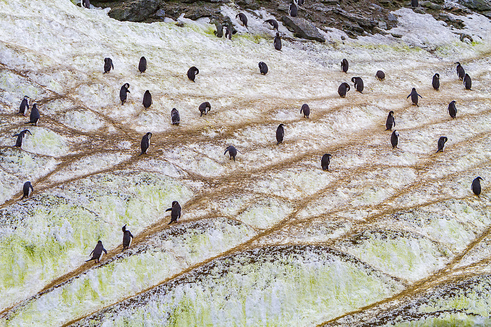 Chinstrap penguins, Pygoscelis antarctica, on 'penguin highways' carved in the ice in the South Orkneys, Antarctica.