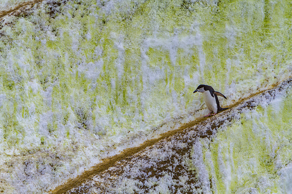 Chinstrap penguin, Pygoscelis antarctica, on 'penguin highways' carved in the ice in the South Orkneys, Antarctica.