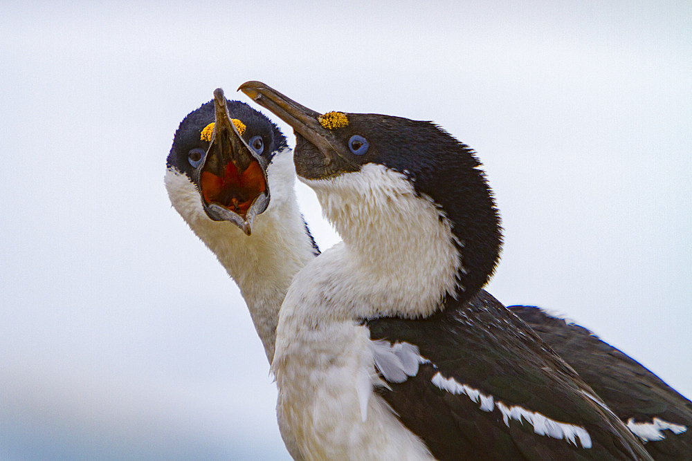 Antarctic shag, Phalacrocorax (atriceps) bransfieldensis, pair mutually preening each other on Weinke Island, Antarctica.