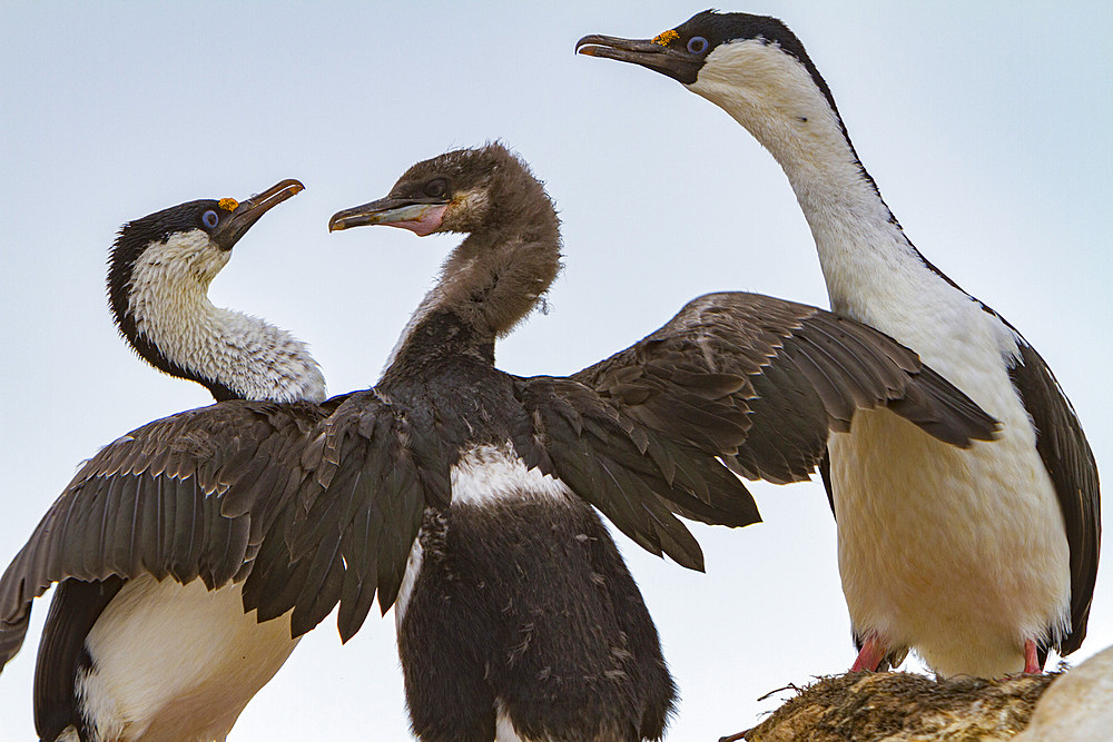 Antarctic shag, Phalacrocorax (atriceps) bransfieldensis, adults feeding chick on Weinke Island, Antarctica, Southern Ocean.