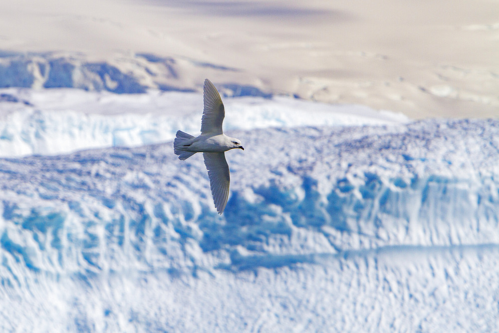 Adult snow petrel, Pagodroma nivea nivea, in flight near icebergs in the Antarctic Peninsula, Antarctica, Southern Ocean.