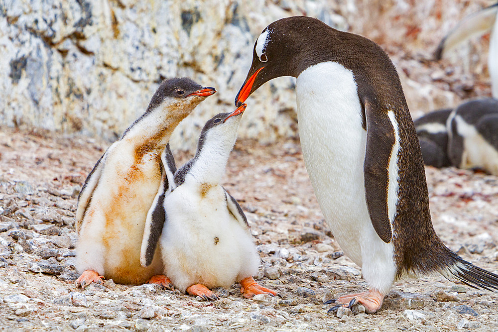 Gentoo penguin, Pygoscelis papua, adult feeding chicks in Antarctica, Southern Ocean.