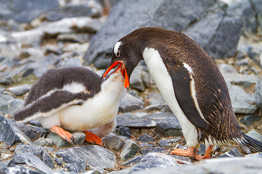 Gentoo penguin, Pygoscelis papua, adult feeding chick in Antarctica, Southern Ocean.