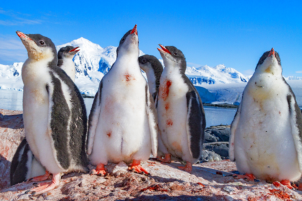 Gentoo penguin, Pygoscelis papua, creching chicks in Antarctica, Southern Ocean.