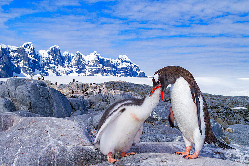Gentoo penguin, Pygoscelis papua, adult feeding chick in Antarctica, Southern Ocean.