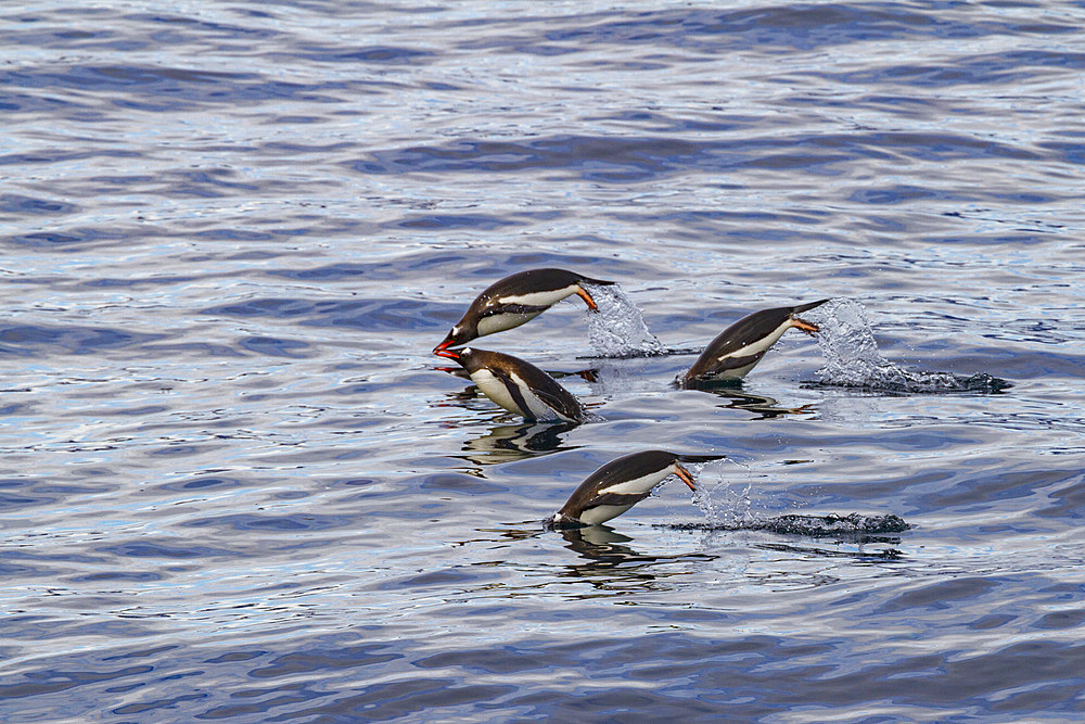 Adult gentoo penguins, Pygoscelis papua, porpoising in the ocean in Antarctica, Southern Ocean.