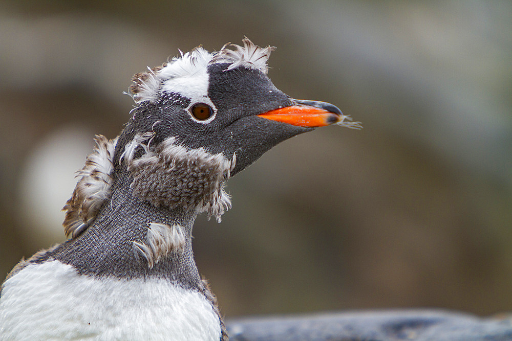 Gentoo penguin, Pygoscelis papua, molting its downy feathers in Antarctica, Southern Ocean.