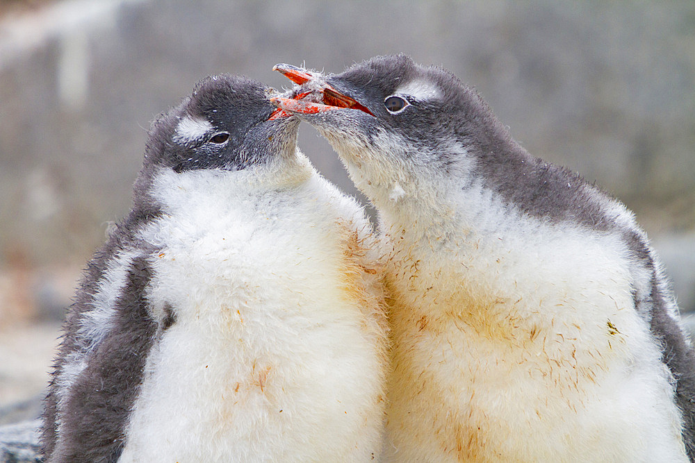 Gentoo penguin, Pygoscelis papua, chicks squabbling at the nest site in Antarctica, Southern Ocean.