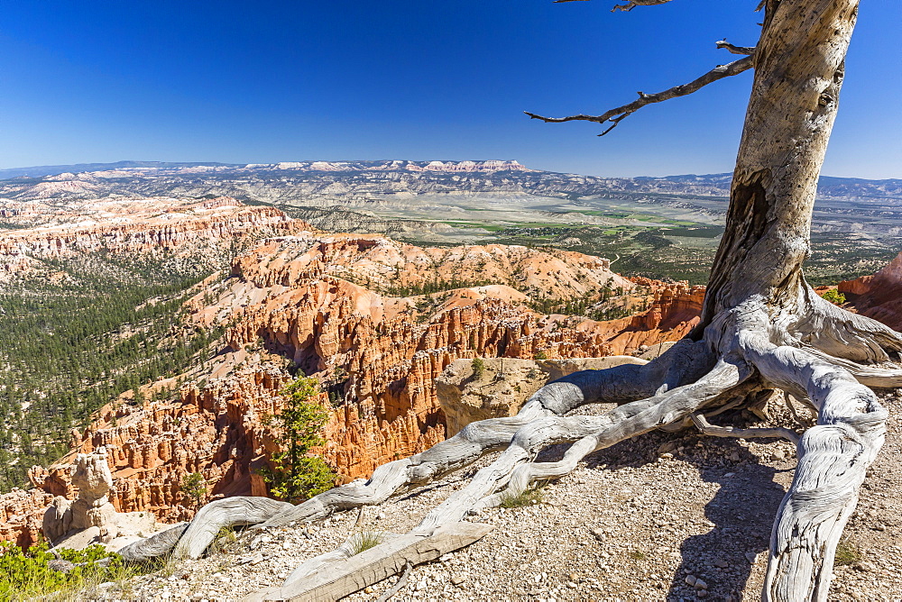 Bryce Canyon Amphitheater from Bryce Point, Bryce Canyon National Park, Utah, United States of America, North America 