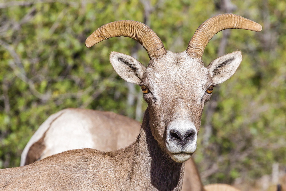 Adult desert bighorn sheep (Ovis canadensis), Zion National Park, Utah, United States of America, North America 