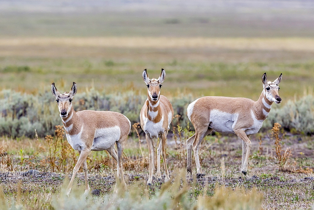 Pronghorn antelope (Antilocapra americana) in Lamar Valley, Yellowstone National Park, UNESCO World Heritage Site, Wyoming, United States of America, North America 