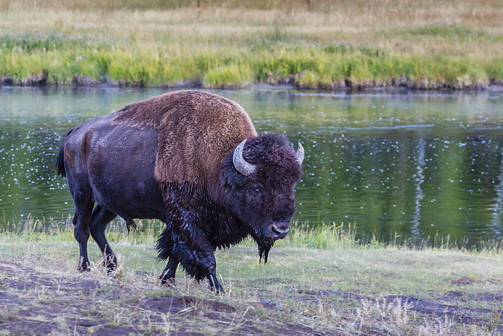 Lone bison (buffalo) (Bison bison) on the move in Yellowstone National Park, UNESCO World Heritage Site, Wyoming, United States of America, North America 