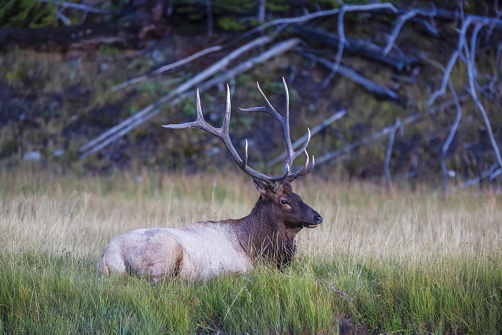 Bull elk (Cervus canadensis), along the Madison River, Yellowstone National Park, UNESCO World Heritage Site, Wyoming, United States of America, North America 