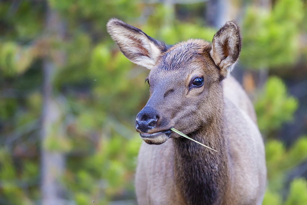 Young elk (Cervus canadensis) grazing along the Madison River, Yellowstone National Park, UNESCO World Heritage Site, Wyoming, United States of America, North America 