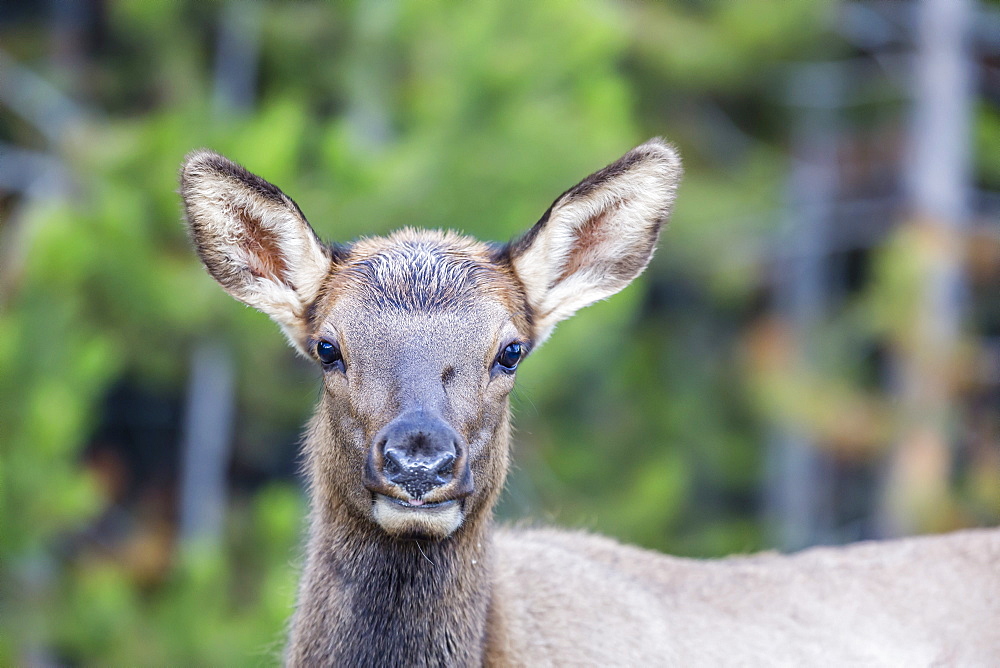 Young elk (Cervus canadensis), Yellowstone National Park, UNESCO World Heritage Site, Wyoming, United States of America, North America 